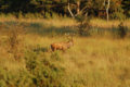 Hirsch im Müritz Nationalpark