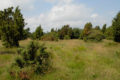 Wacholderbeeren im Müritz Nationalpark