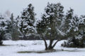 Müritz Nationalpark im Winter